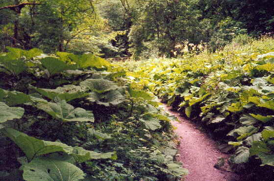 Gauchachschlucht wie wir sie erleben