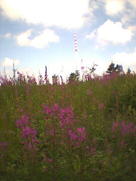 (c)2002 KPKproject - Blick zum restaurierten Aussichtsturm