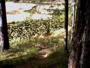 Huzenbach See mit seinen unzhligen Seerosen
