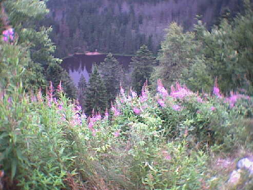 Wildsee Blick vom Eutingsgrab aus. So sehen wir den See nicht!