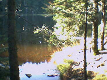 Wildsee