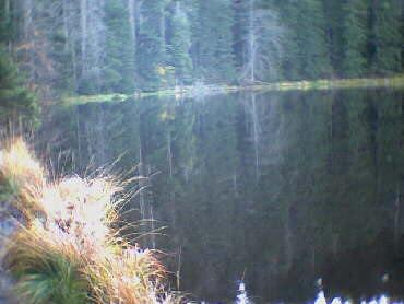 Wildsee