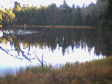 Wildsee