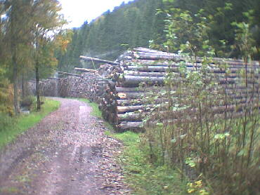 Holzlagerplatz